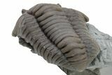 Long Flexicalymene Meeki Trilobite - Monroe, Ohio #224895-3